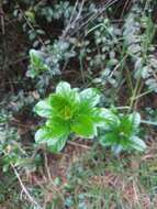 Duranta mutisii L. fil. resmi