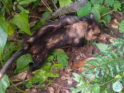 Image of Big-eared Opossum