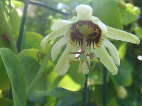 Image of passionflower