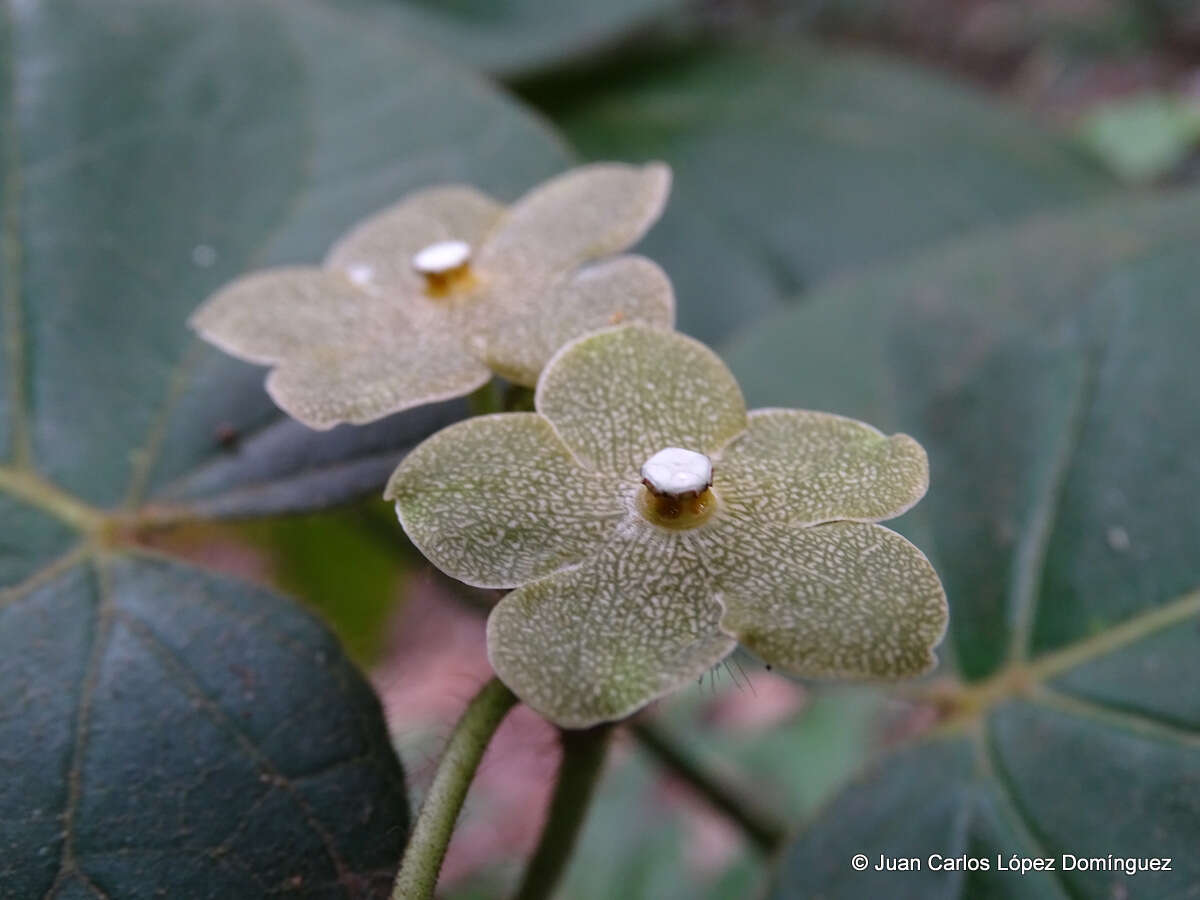 Image of Matelea velutina (Schltdl.) R. E. Woodson