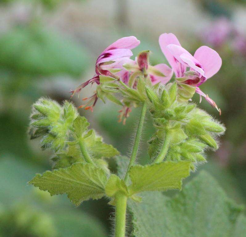 Image of Pelargonium papilionaceum (L.) L'Her. ex Ait.