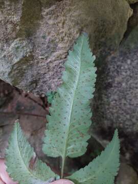 Image of Anisocampium cumingianum C. Presl