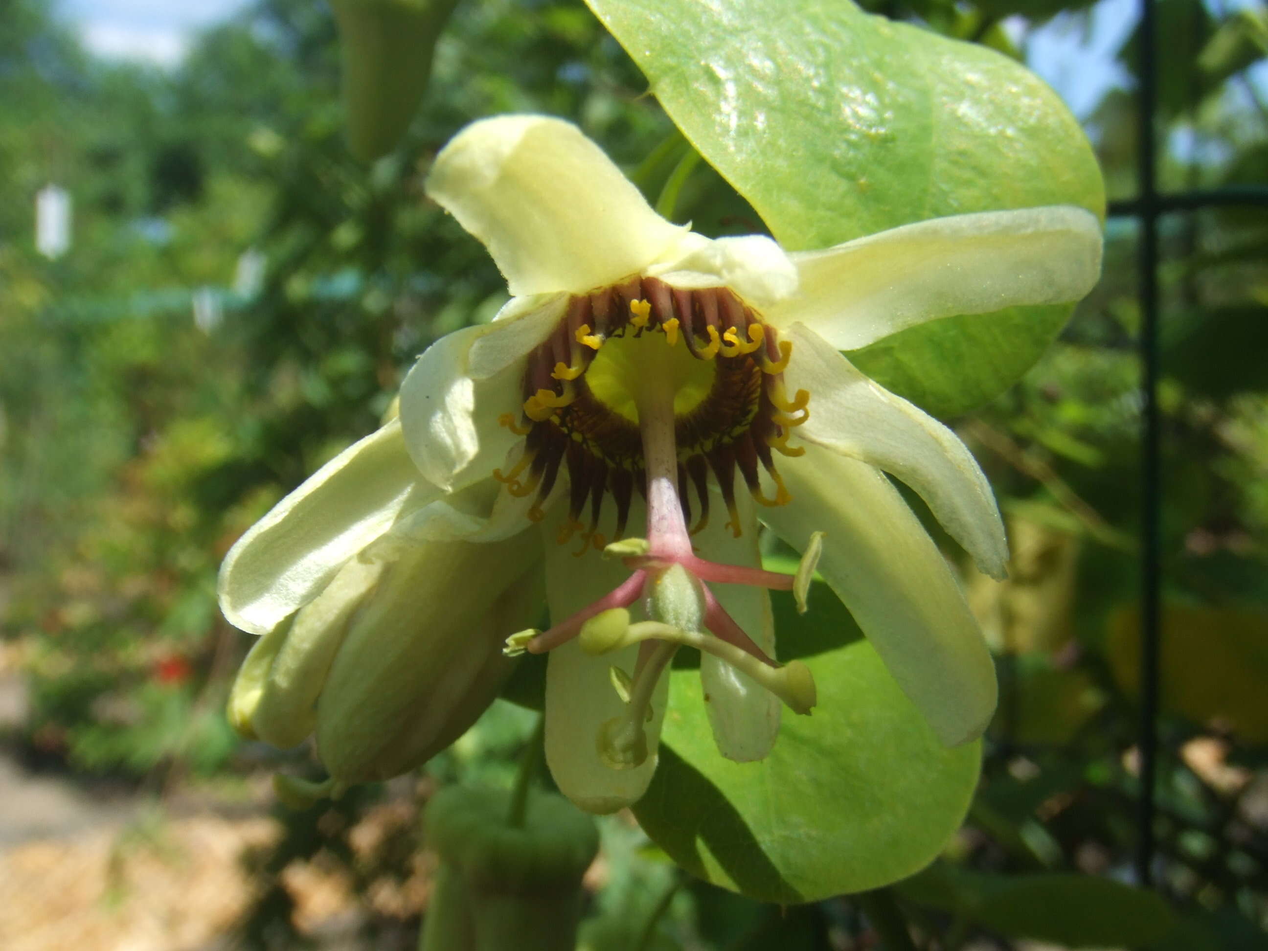 Image of Passiflora yucatanensis Killip ex Standl.