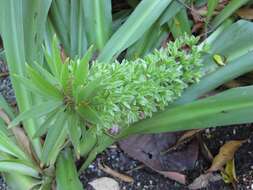 Imagem de Eucomis autumnalis (Mill.) Chitt.