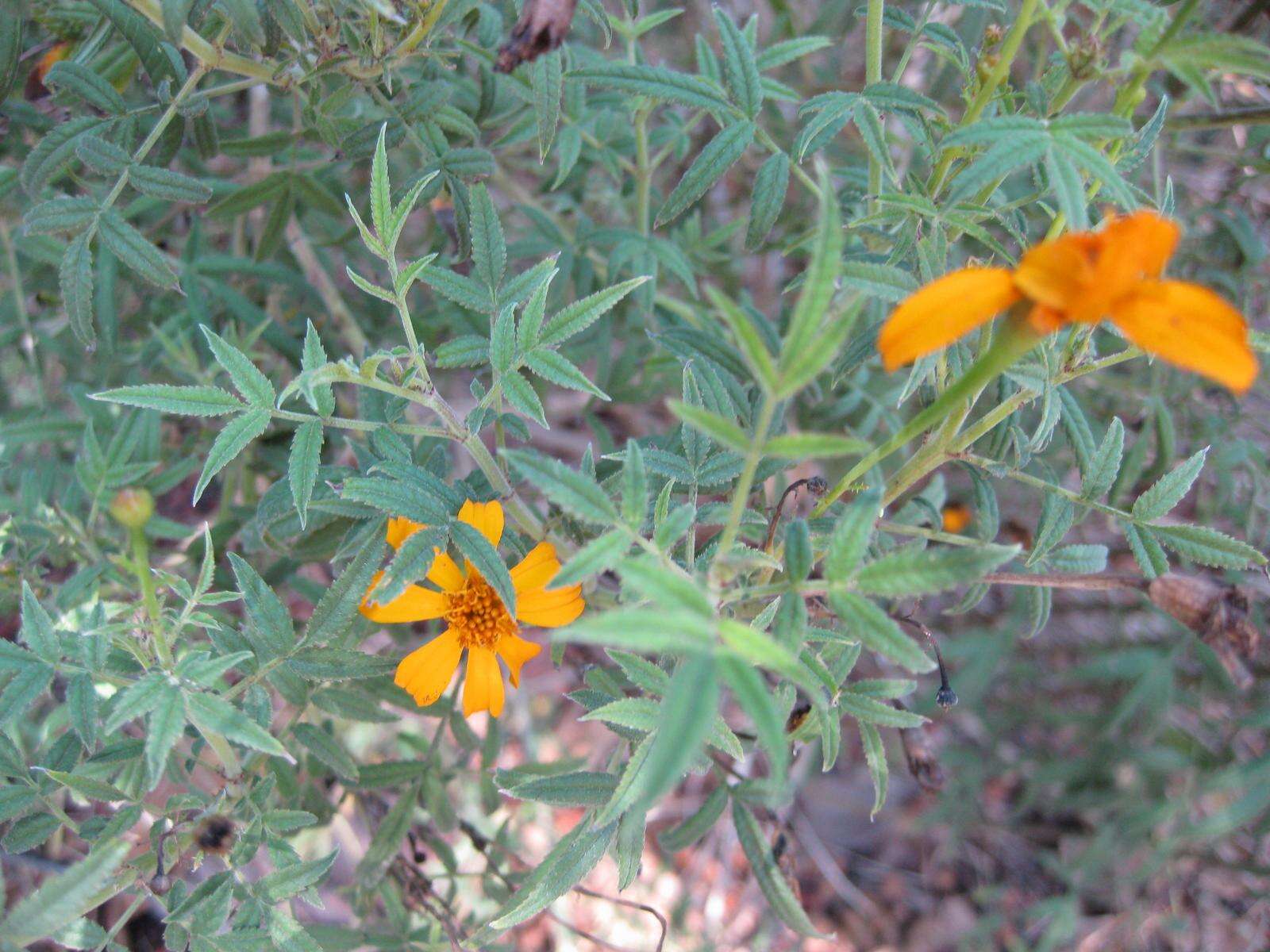 Image of Lemmon's marigold