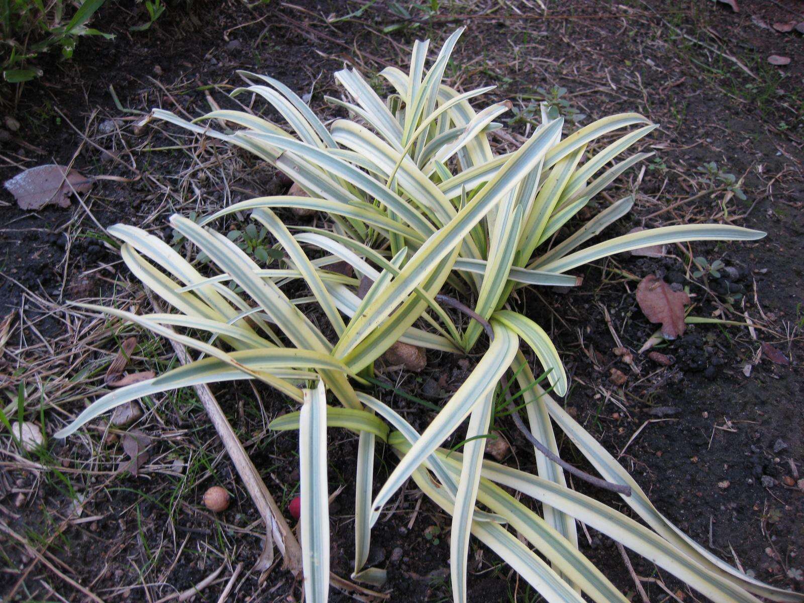 Imagem de Agapanthus africanus (L.) Hoffmanns.