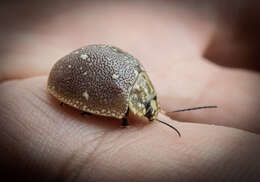 صورة <i>Paropsis aegrota elliotti</i>