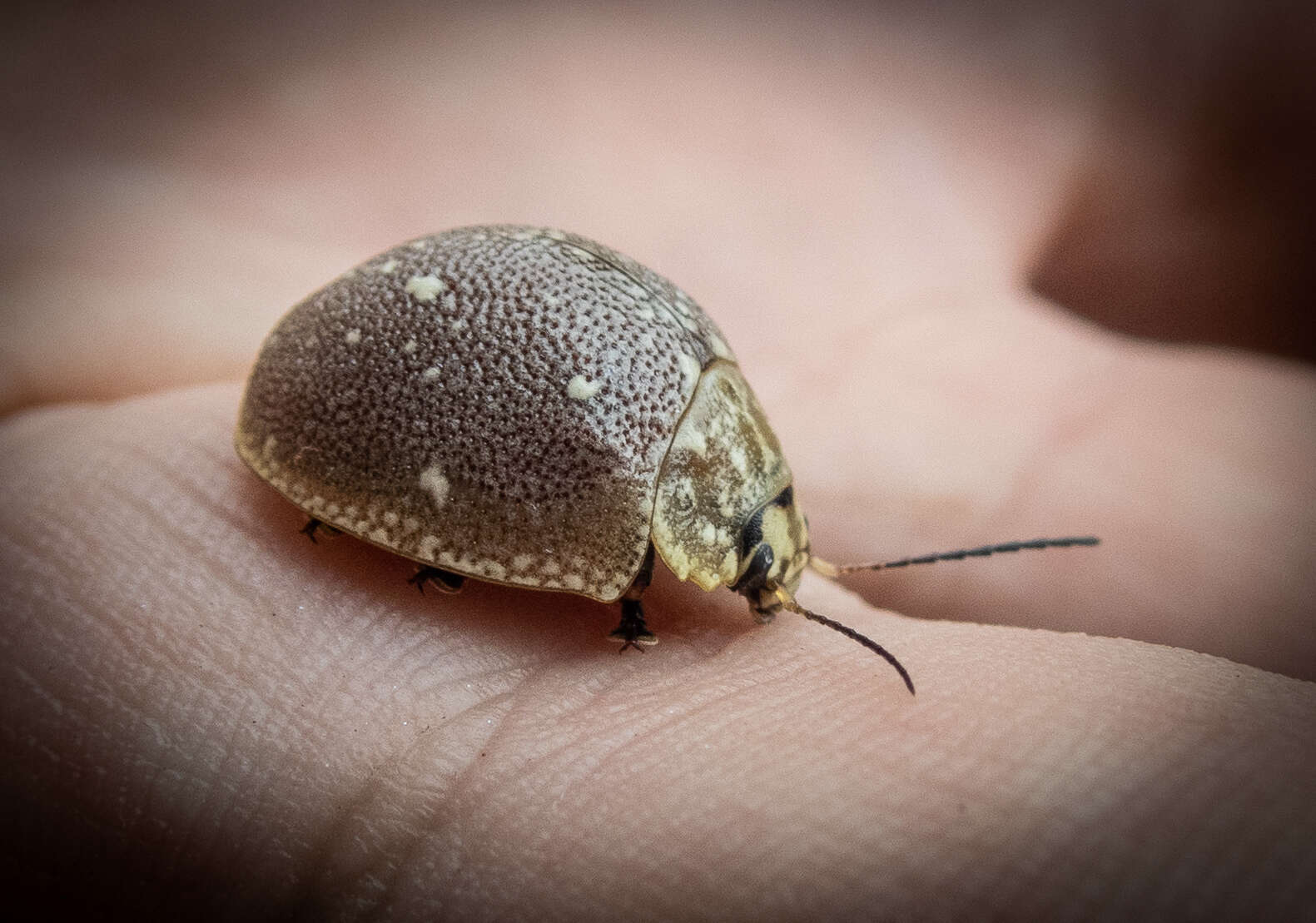 صورة <i>Paropsis aegrota elliotti</i>