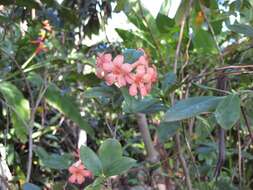 Imagem de Rhododendron macgregoriae F. Muell.