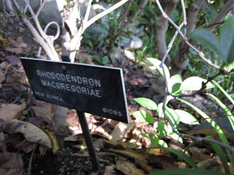 Imagem de Rhododendron macgregoriae F. Muell.