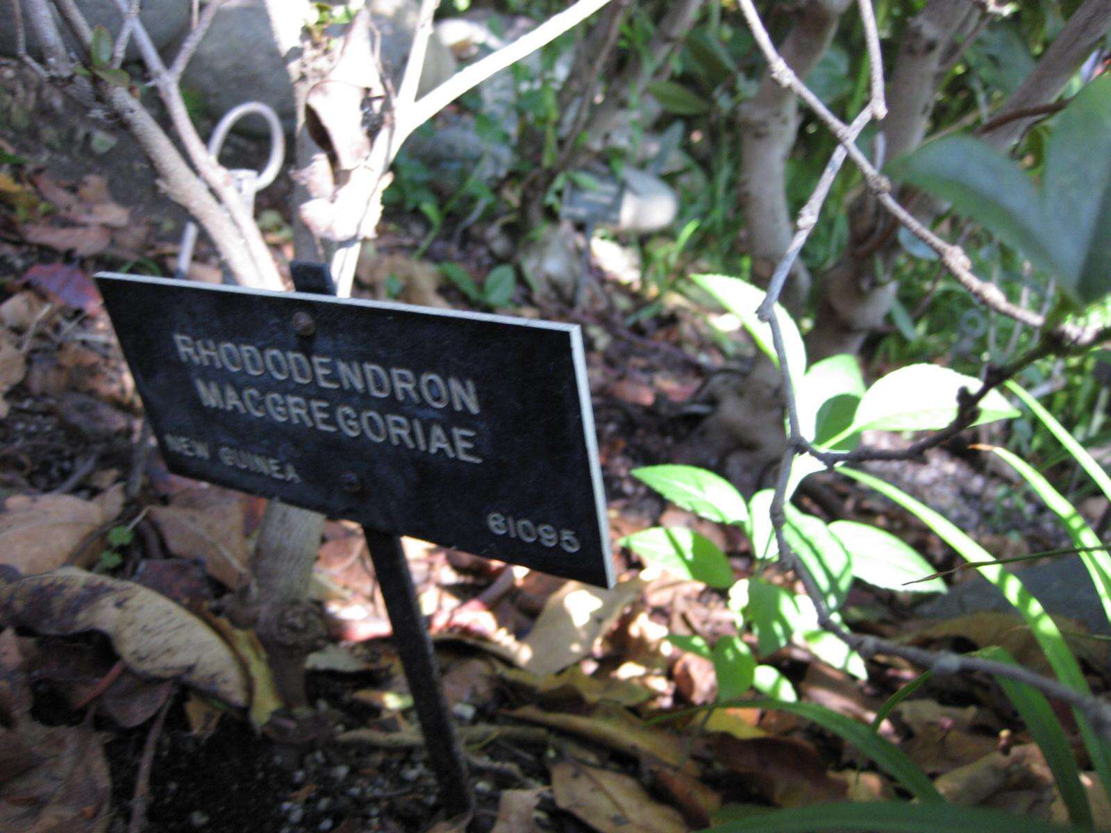 Imagem de Rhododendron macgregoriae F. Muell.