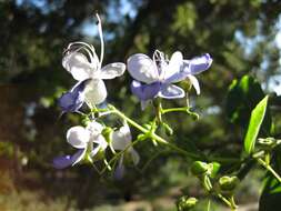 Image of Blue cat's whiskers