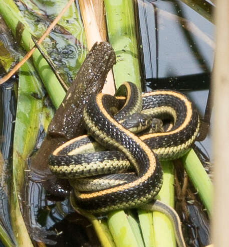 Image of Thamnophis atratus zaxanthus Boundy 1999