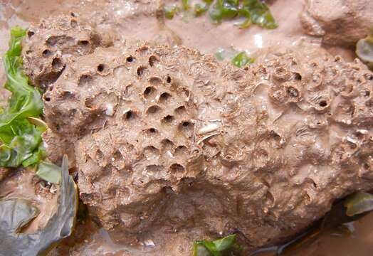 Image of honeycomb worm