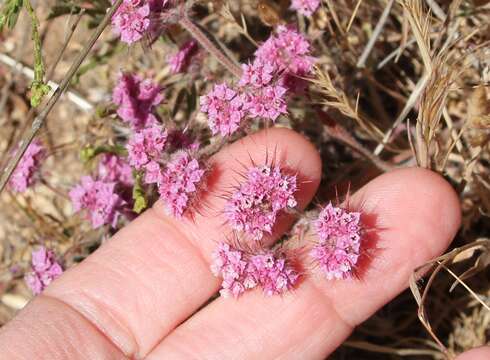 Image of Douglas' spineflower