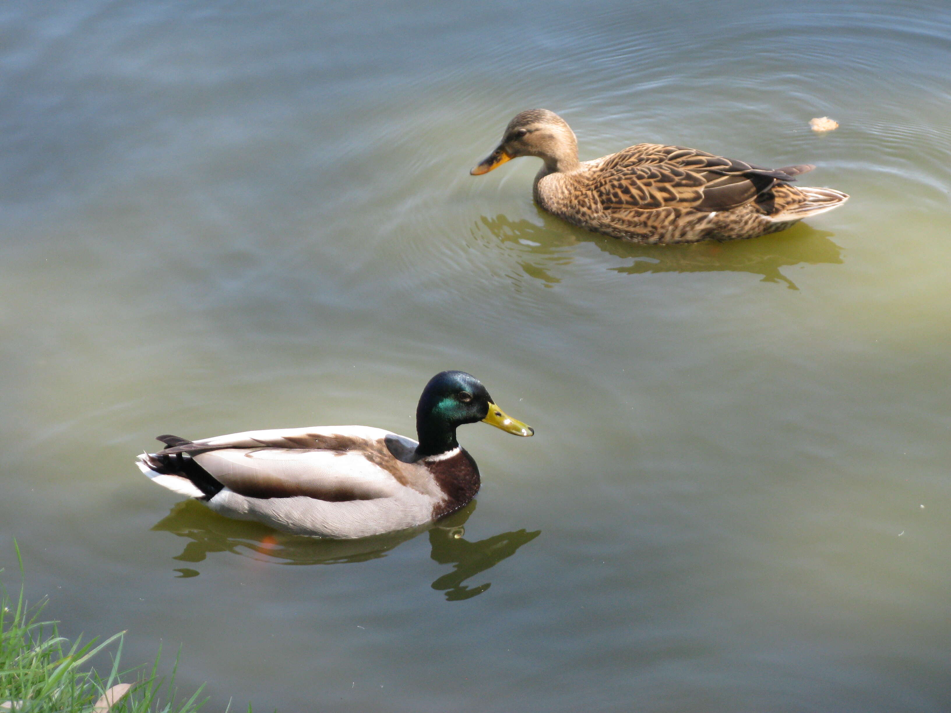 Image of Common Mallard