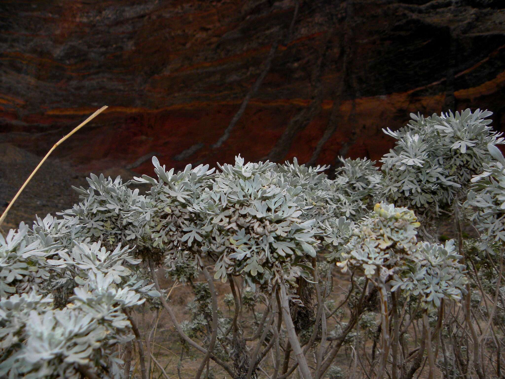 Слика од Artemisia argentea L'Hér.