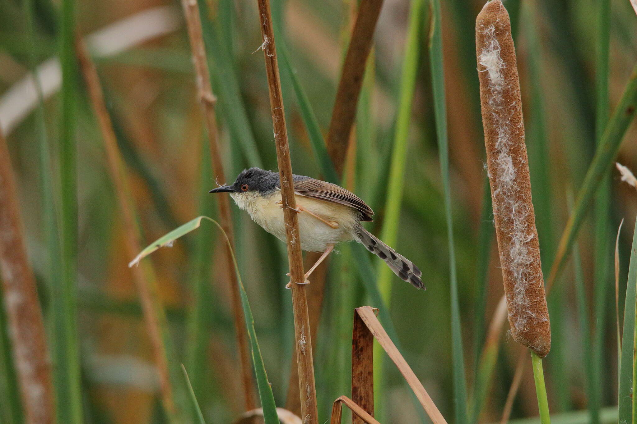 Image of Ashy Prinia