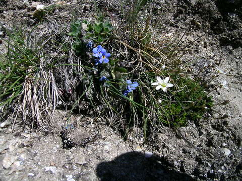 صورة Eritrichium nanum (L.) Gaudin