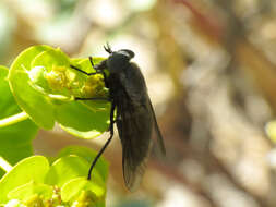 Image of Dasyrhamphis ater (Rossi 1790)