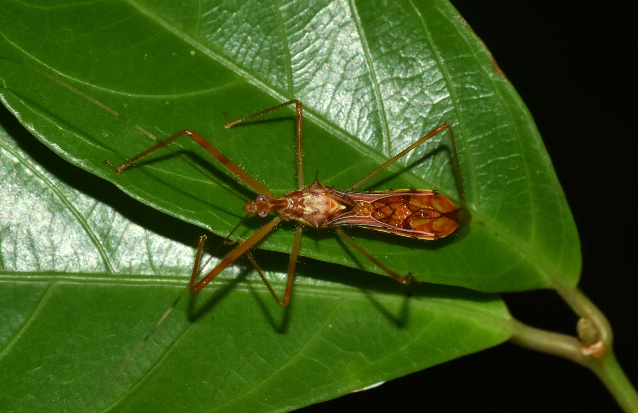 Image of Ricolla carayoni Bérenger 2007