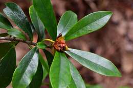 Image of Ternstroemia lineata DC.