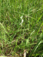 Image of northern slender lady's tresses