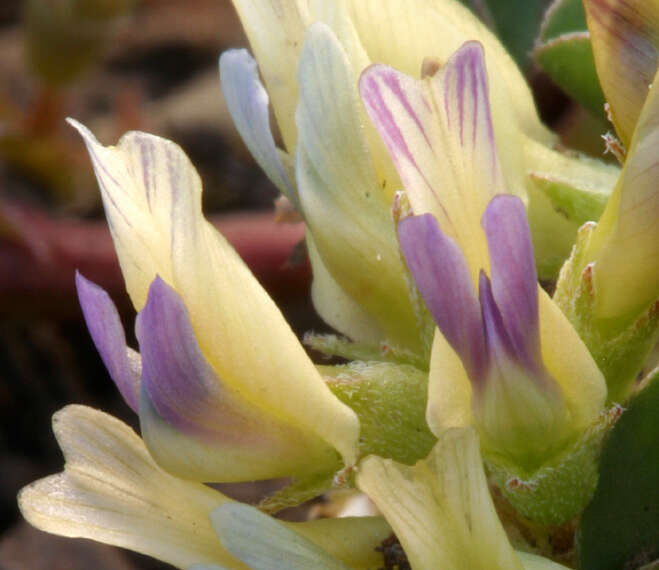 Image of <i>Astragalus <i>lentiginosus</i></i> var. lentiginosus