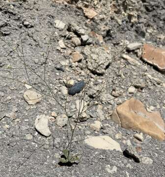 Image of Gordon's buckwheat