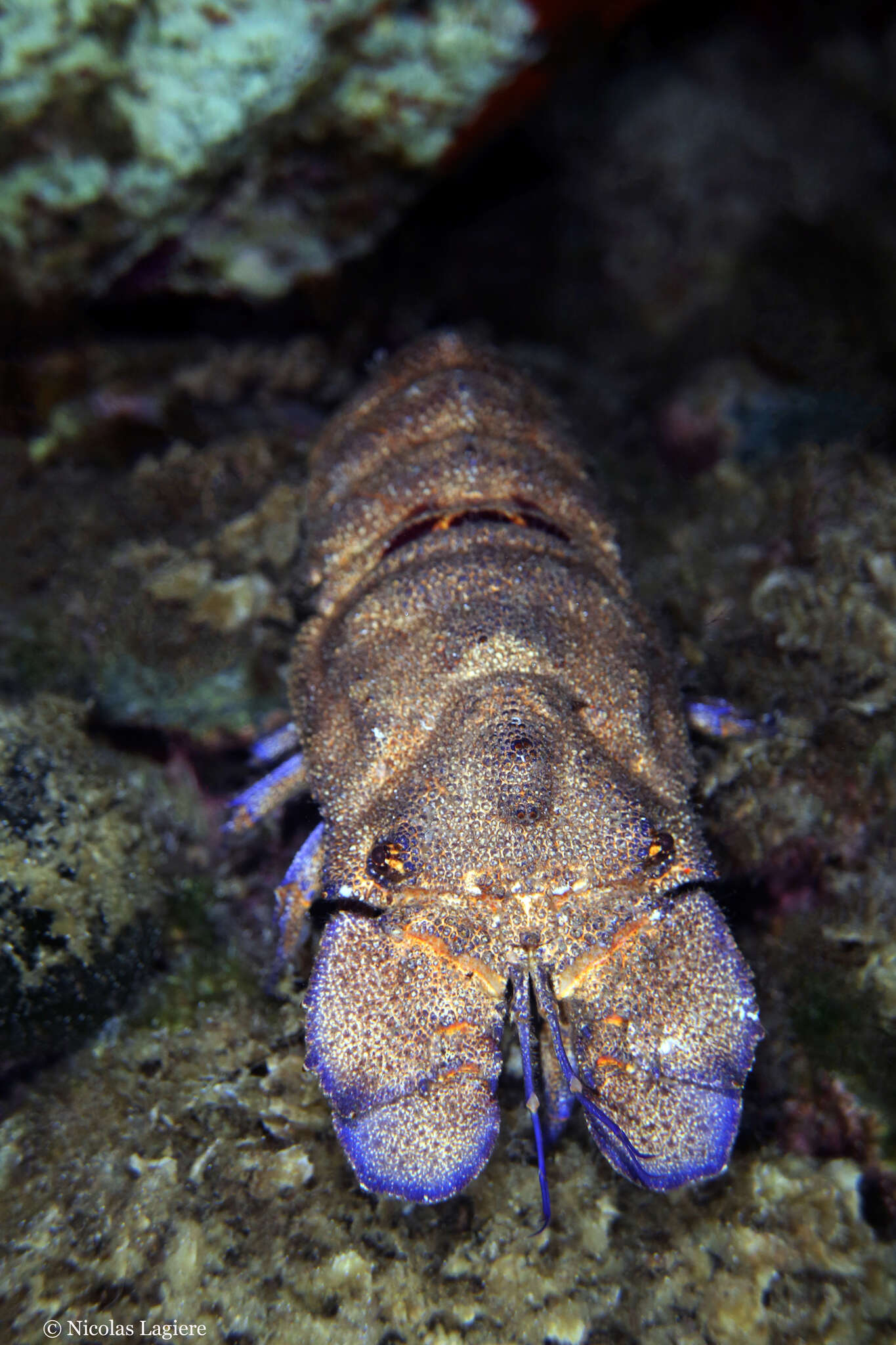 Image of Mediterranean Slipper Lobster