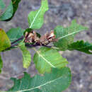 Image of Nothofagus leoni Espinosa