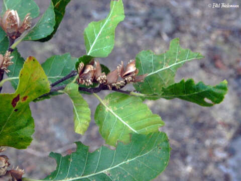 Image of Nothofagus leoni Espinosa