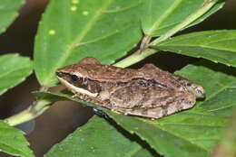 Image of Black-striped Frog
