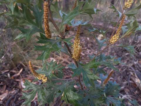 Image of Grevillea ramosissima Meissn.