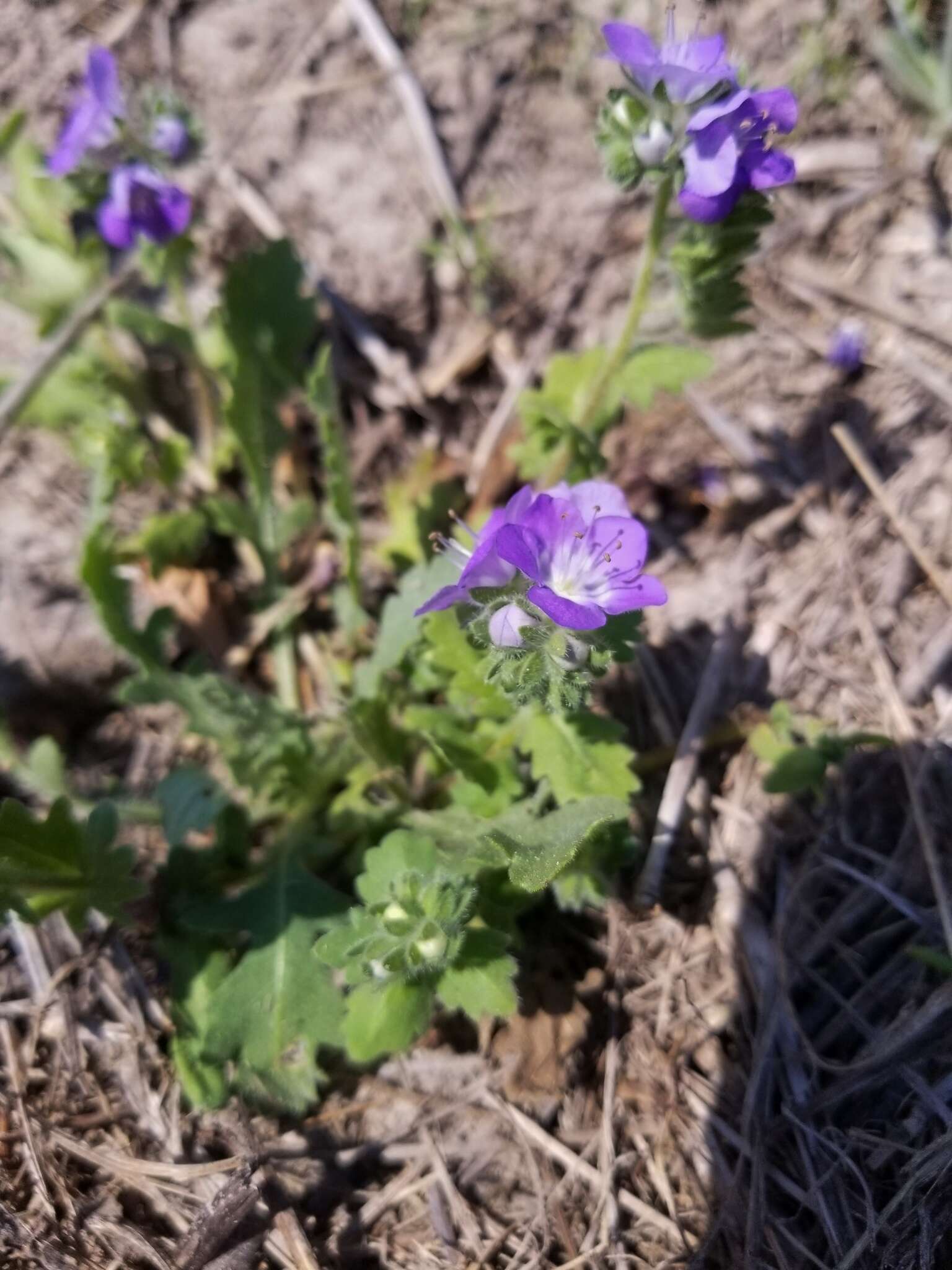 Phacelia austrotexana (J. A. Moyer) B. L. Turner的圖片