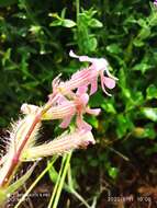 Silene bellidifolia Jacq.的圖片