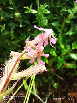 Image de Silene bellidifolia Jacq.