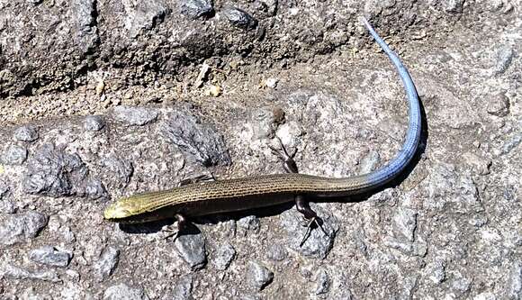 Image of Huaxteca Lesser Galliwasp