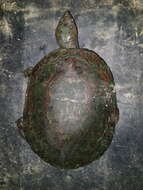 Image of Manning River snapping turtle