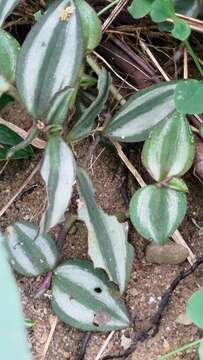 Tradescantia zebrina var. zebrina的圖片