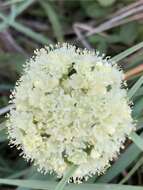 صورة Eriogonum umbellatum var. majus Hooker