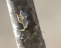 Image of Spined Soldier Bug