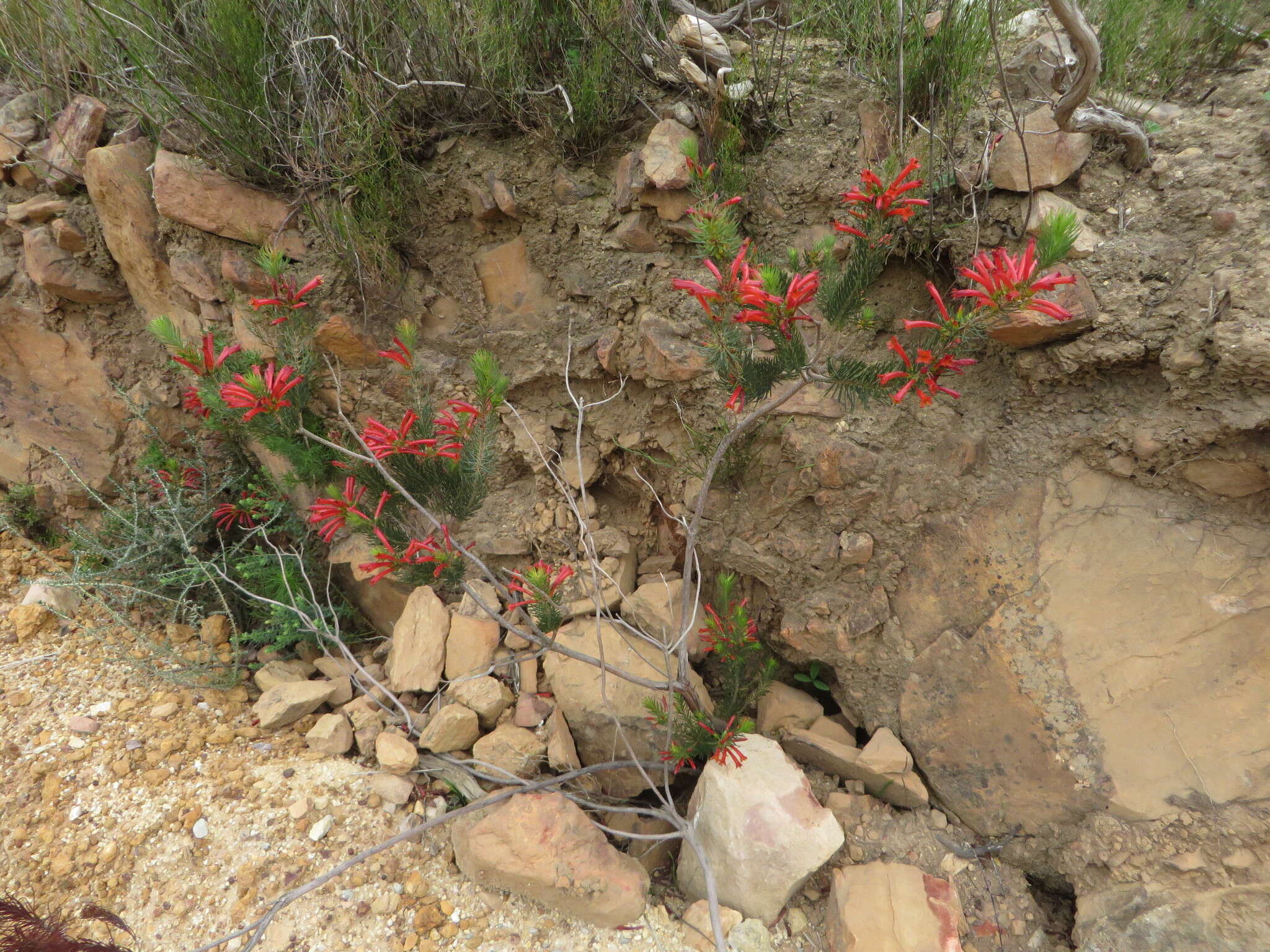 Image of Erica grandiflora subsp. grandiflora