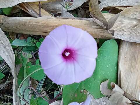 Слика од Ipomoea trifida (Kunth) G. Don