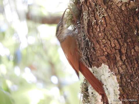 Image of White-striped Woodcreeper