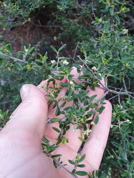 Image of Pomaderris phylicifolia Lodd.