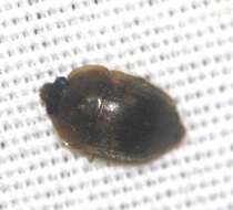 Image of Amphicrossus ciliatus (Olivier 1811)