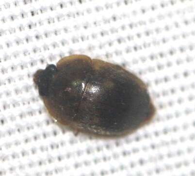 Image of Amphicrossus ciliatus (Olivier 1811)