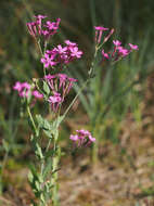 Atocion armeria var. lituanicum (Zapal.) Niketic & Stevan. resmi