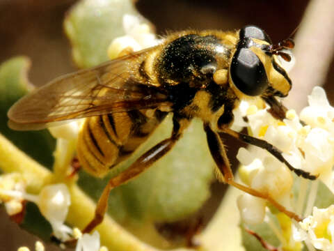 Image of Sphecomyia dyari Shannon 1925